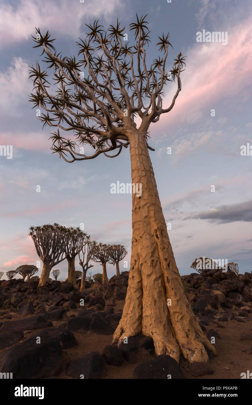 Dans Quiver Tree crépuscule (kokerboom) (Aloidendron dichotomum, anciennement l'Aloe dichotoma), forêt Quiver Tree, Keetmanshoop, Namibie Banque D'Images
