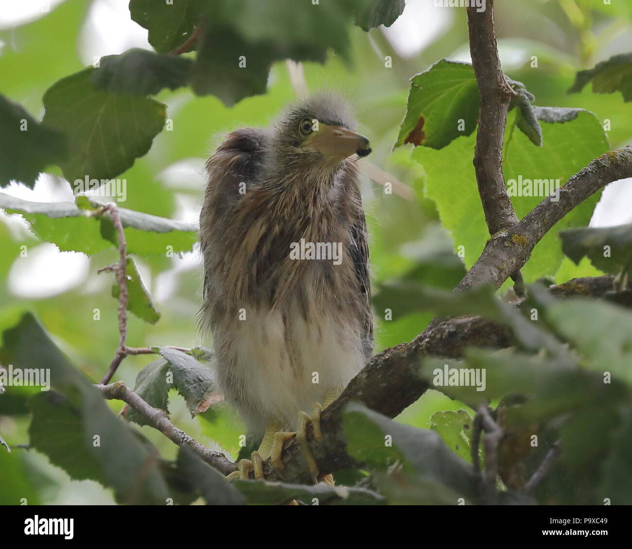 Le héron vert juvénile en poussins arbre près de nest Banque D'Images