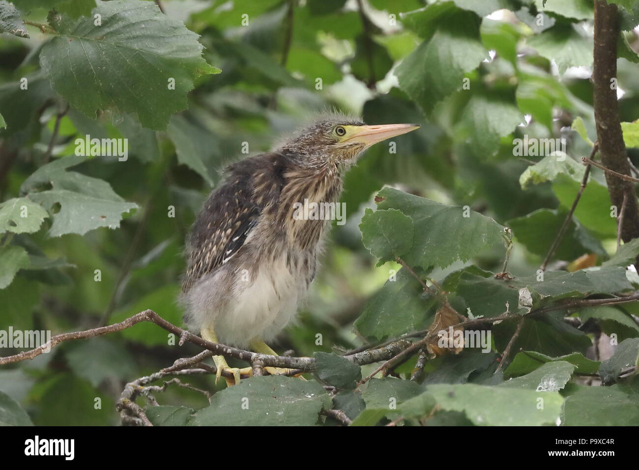 Le héron vert juvénile en poussins arbre près de nest Banque D'Images