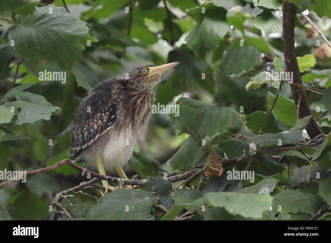 Le héron vert juvénile en poussins arbre près de nest Banque D'Images