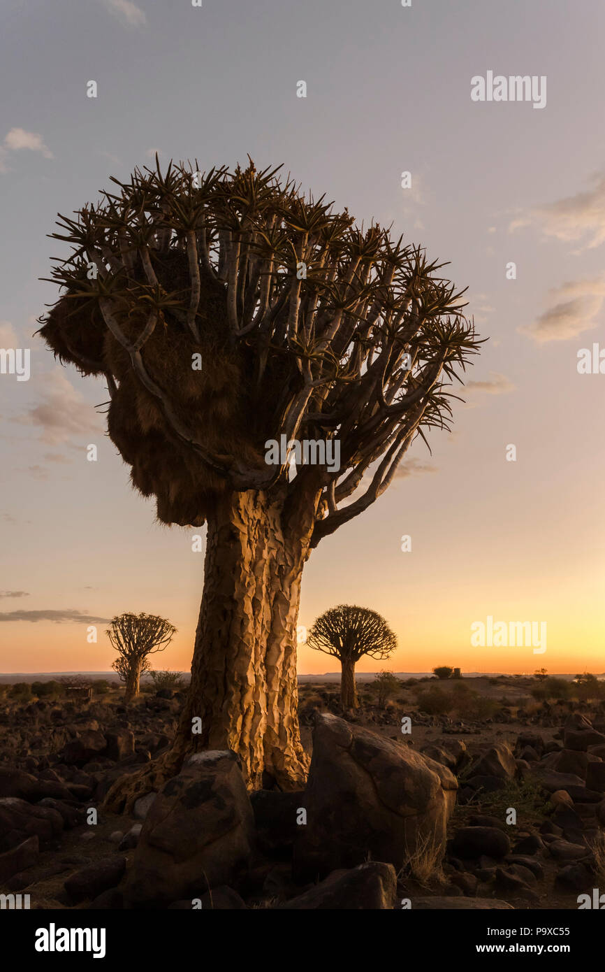 Au coucher du soleil (Quiver Tree kokerboom) (Aloidendron dichotomum, anciennement l'Aloe dichotoma), forêt Quiver Tree, Keetmanshoop, Namibie, Banque D'Images
