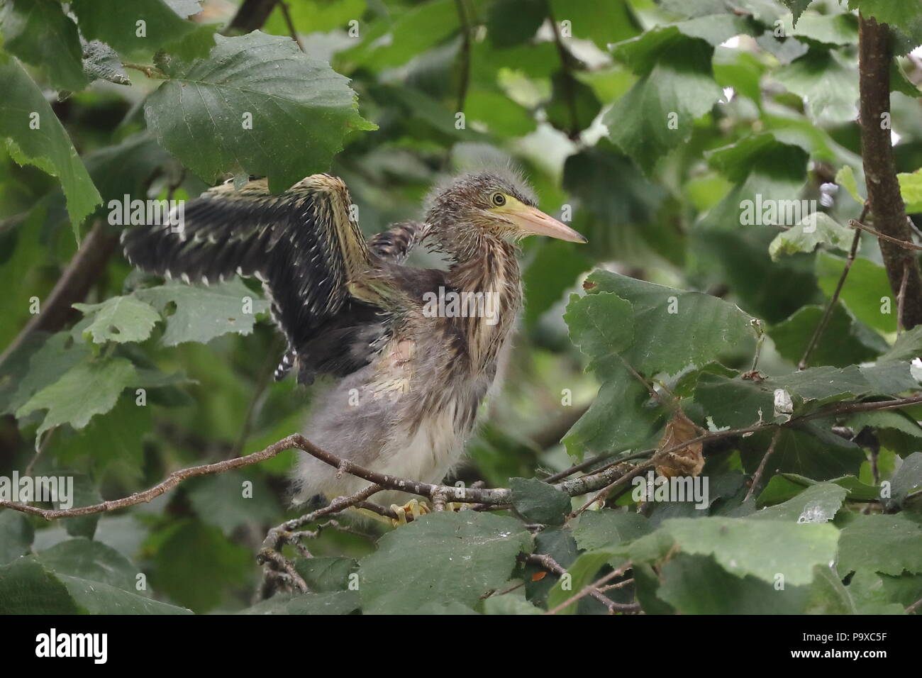 Le héron vert juvénile en poussins arbre près de nest Banque D'Images
