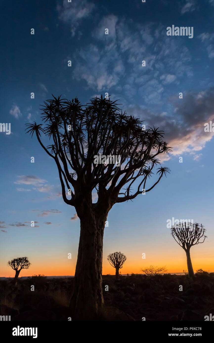 Au coucher du soleil (Quiver Tree kokerboom) (Aloidendron dichotomum, anciennement l'Aloe dichotoma), forêt Quiver Tree, Keetmanshoop, Namibie Banque D'Images