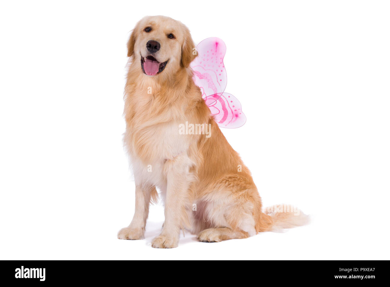 Golden Retriver avec les ailes de papillon isolé sur fond blanc Banque D'Images