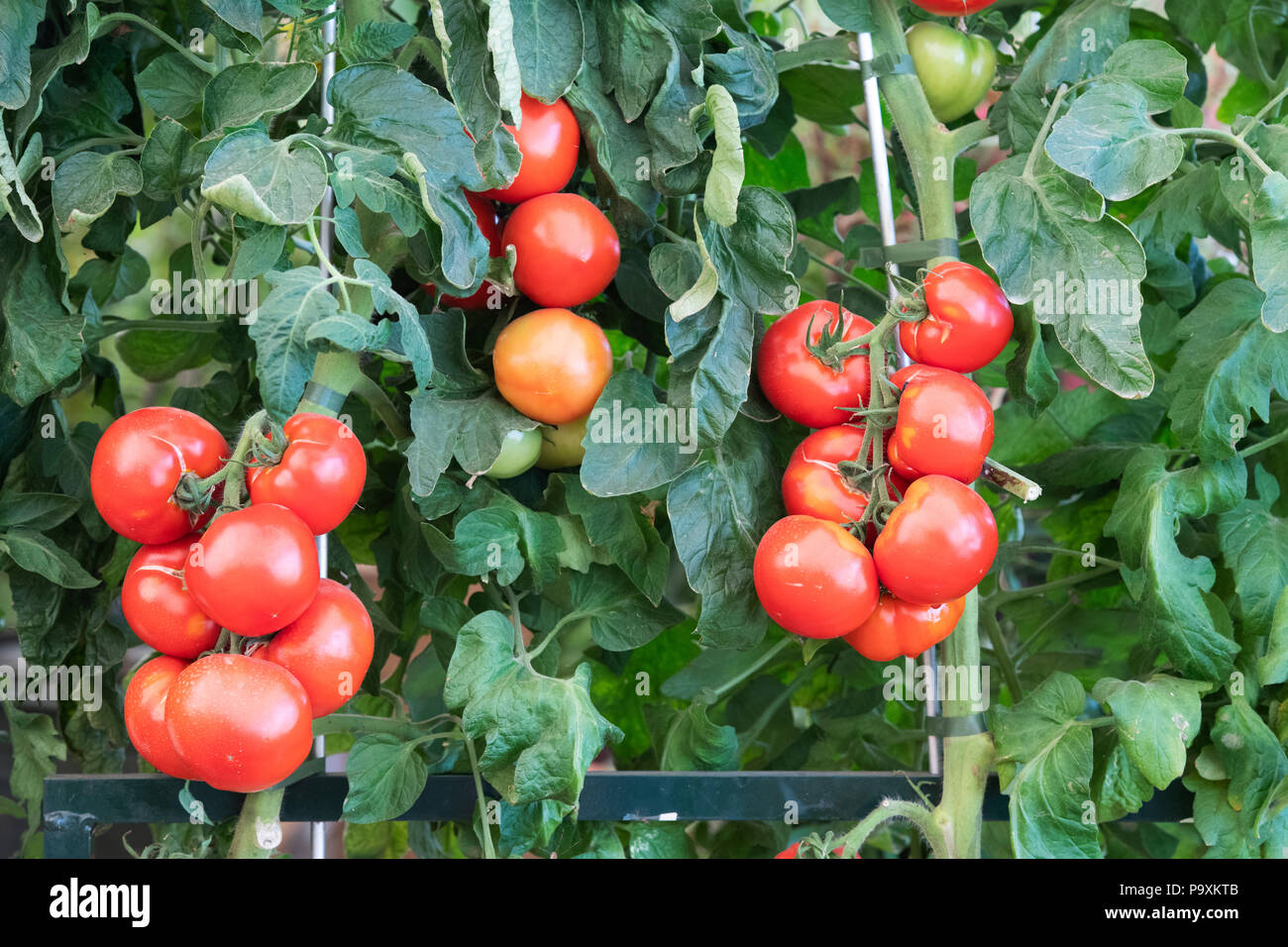 Solanum lycopersicum. Tomate 'Oh Happy day' plante avec des tomates vertes et mûres. UK Banque D'Images