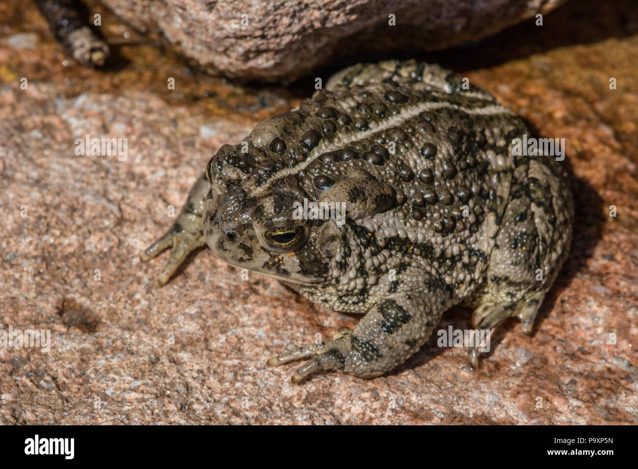 Le Crapaud de Woodhouse (Anaxyrus woodhousii) du comté de Jefferson, Colorado, USA. Banque D'Images