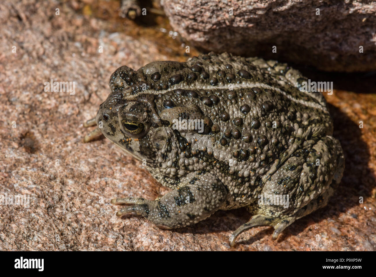 Le Crapaud de Woodhouse (Anaxyrus woodhousii) du comté de Jefferson, Colorado, USA. Banque D'Images