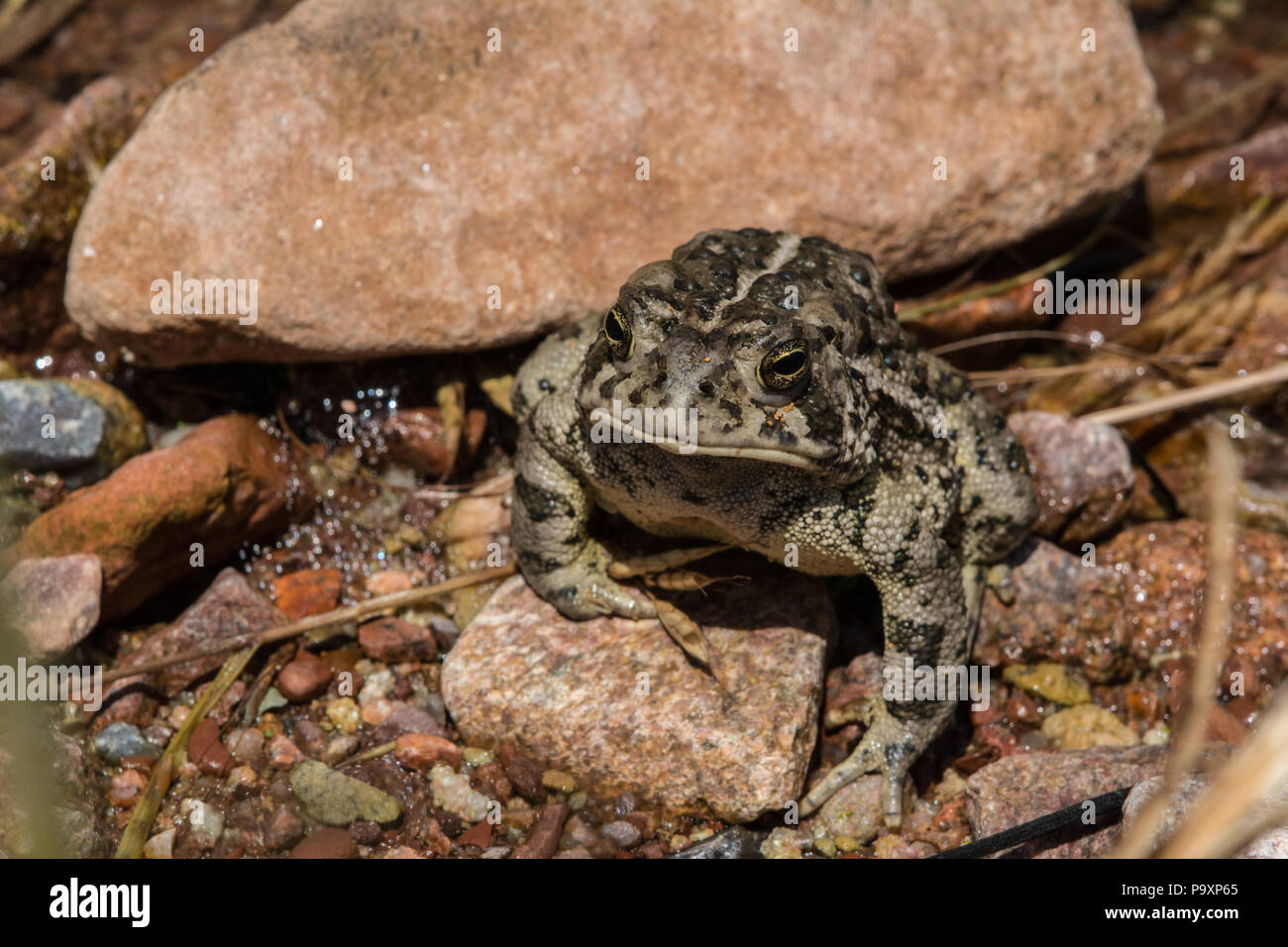 Le Crapaud de Woodhouse (Anaxyrus woodhousii) du comté de Jefferson, Colorado, USA. Banque D'Images