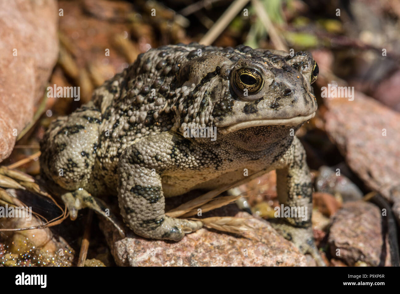 Le Crapaud de Woodhouse (Anaxyrus woodhousii) du comté de Jefferson, Colorado, USA. Banque D'Images