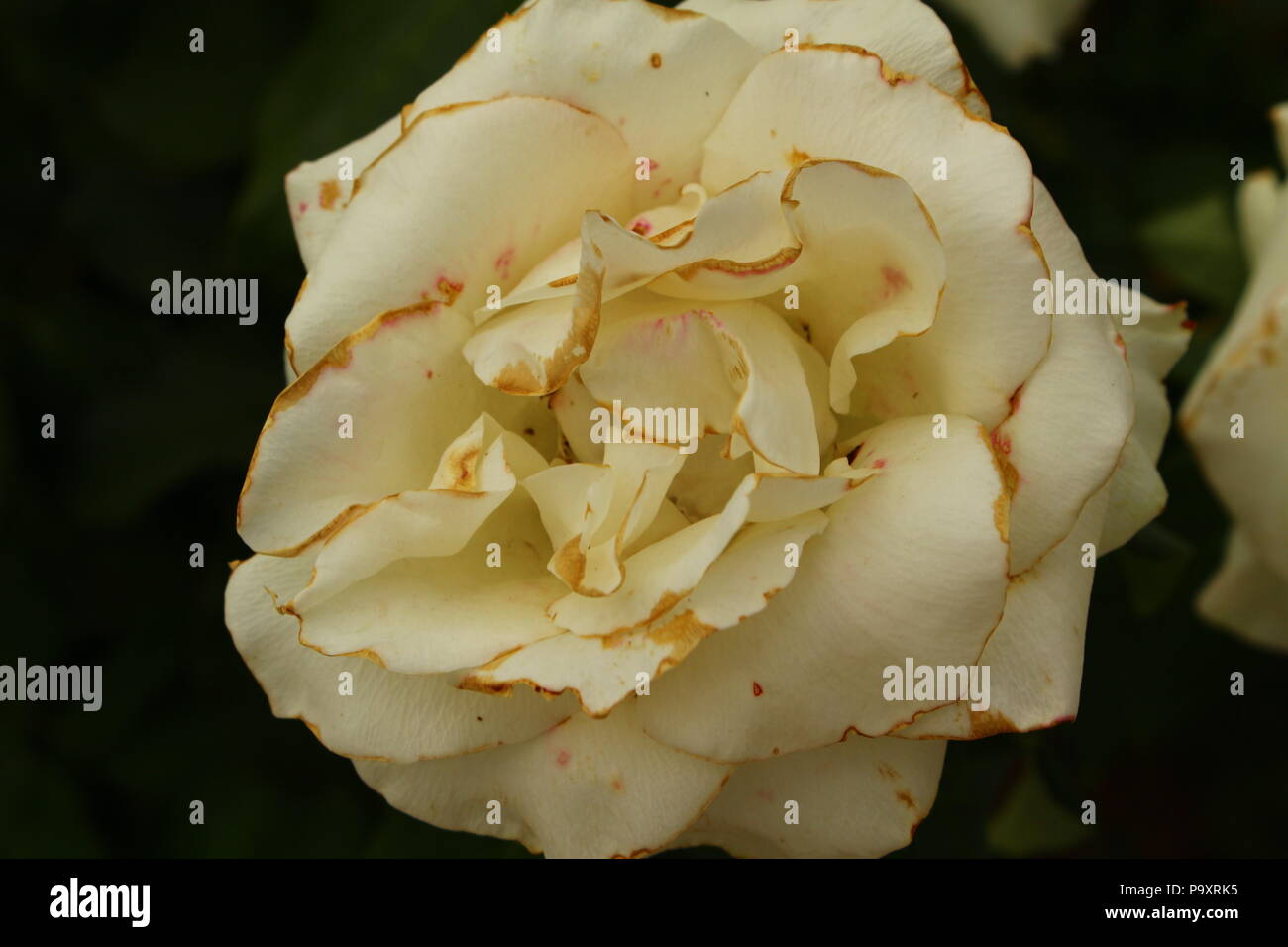 Un portrait photo d'une fleur blanche Banque D'Images