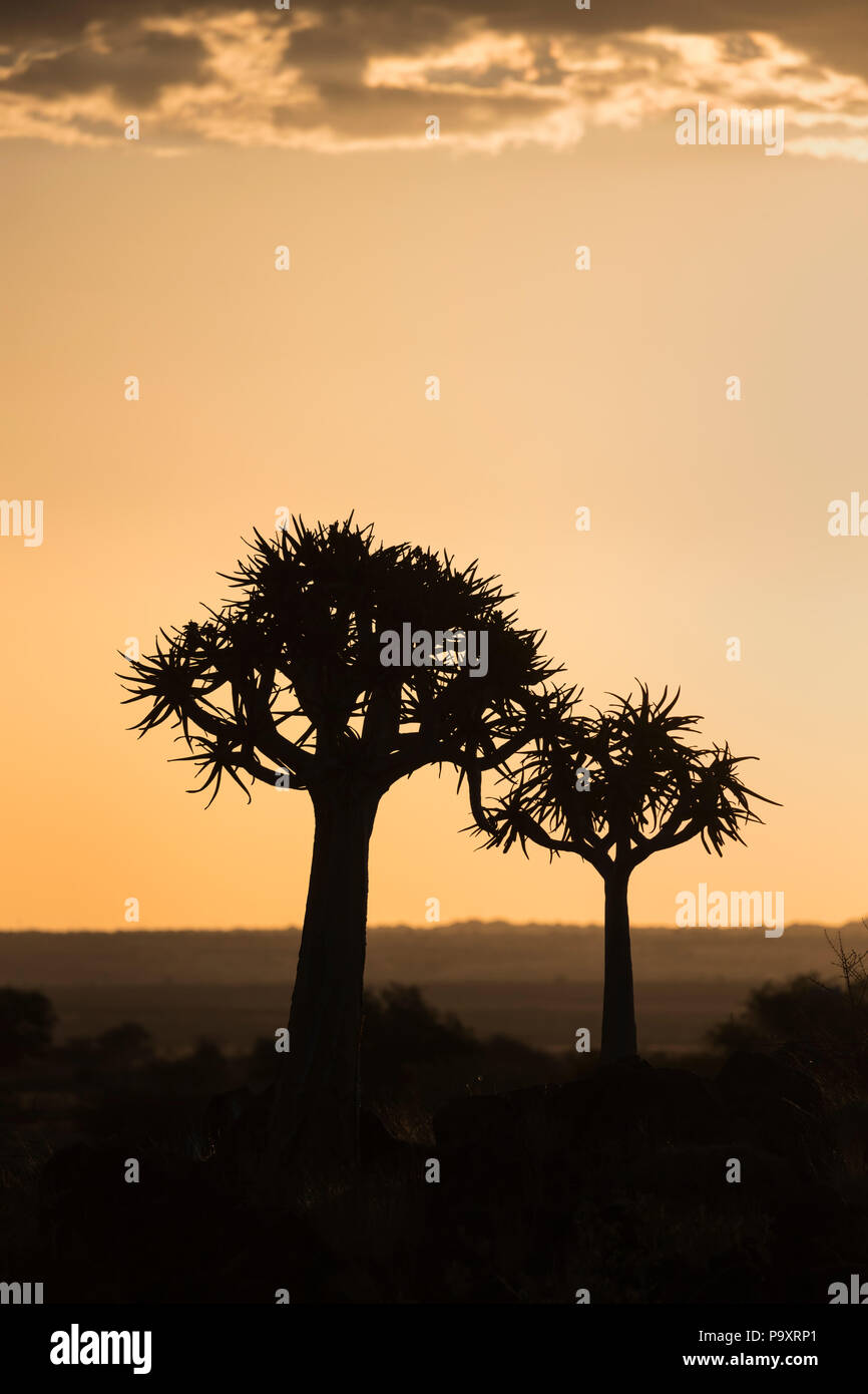 Arbres carquois kokerboom (au crépuscule) (Aloidendron dichotomum, anciennement l'Aloe dichotoma), forêt Quiver Tree, Keetmanshoop, Namibie Banque D'Images