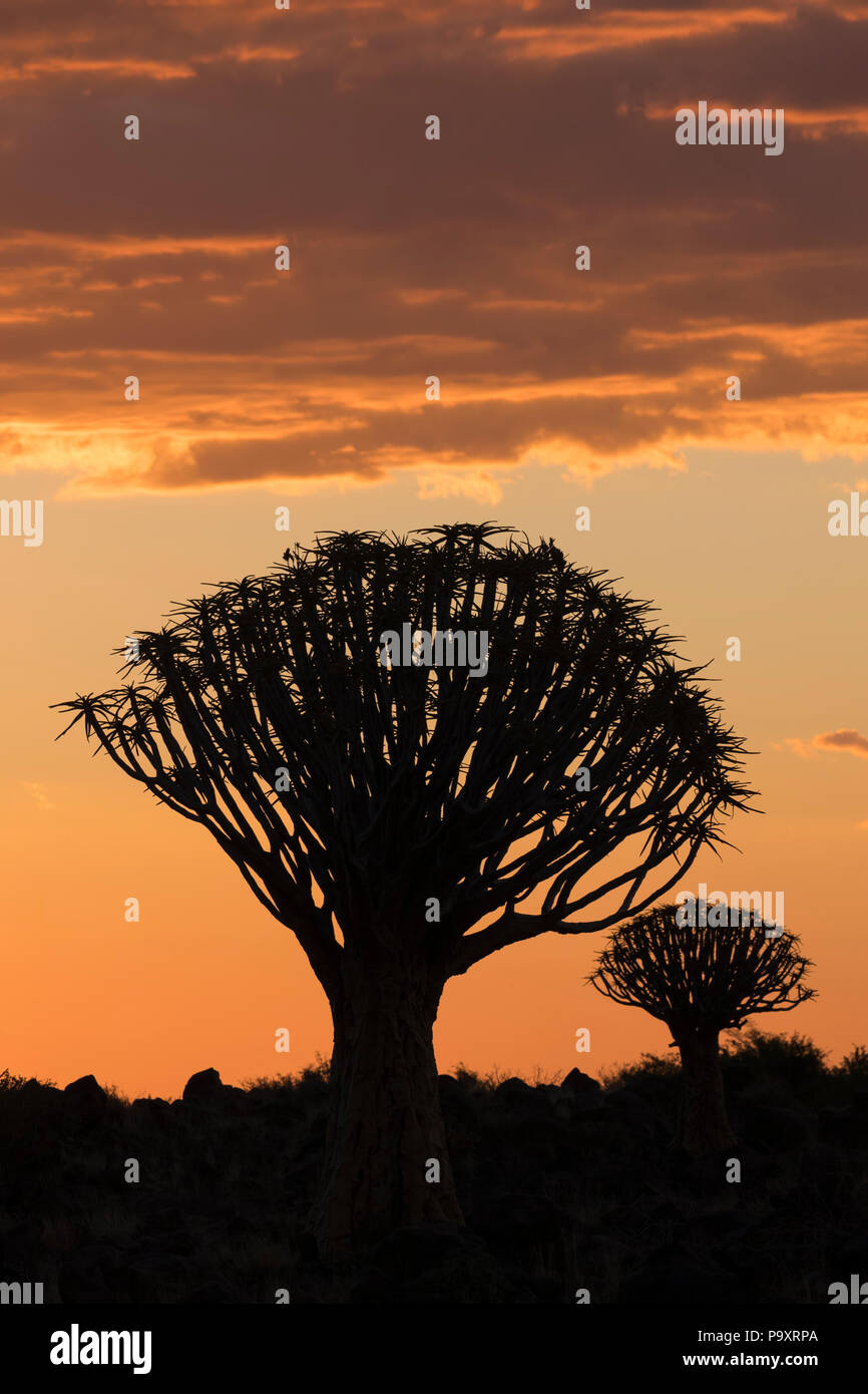 Au coucher du soleil (arbres carquois kokerboom) (Aloidendron dichotomum, anciennement l'Aloe dichotoma), forêt Quiver Tree, Keetmanshoop, Namibie Banque D'Images