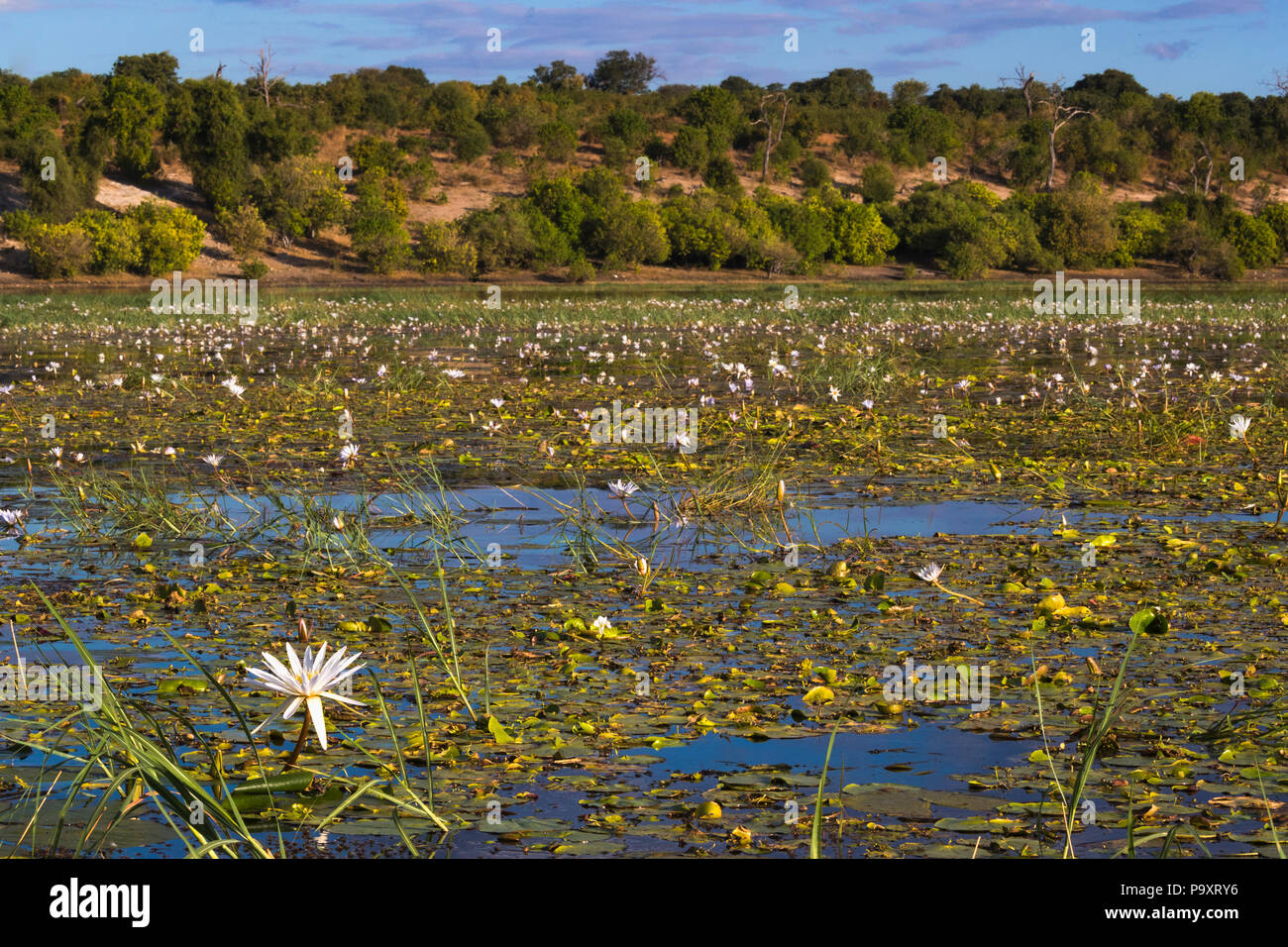 La rivière Chobe avec nénuphars, Chobe national park, Botswana Banque D'Images