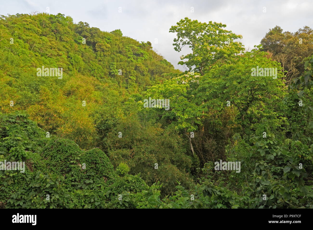 Rainforest nord de Taiwan d'avril Banque D'Images