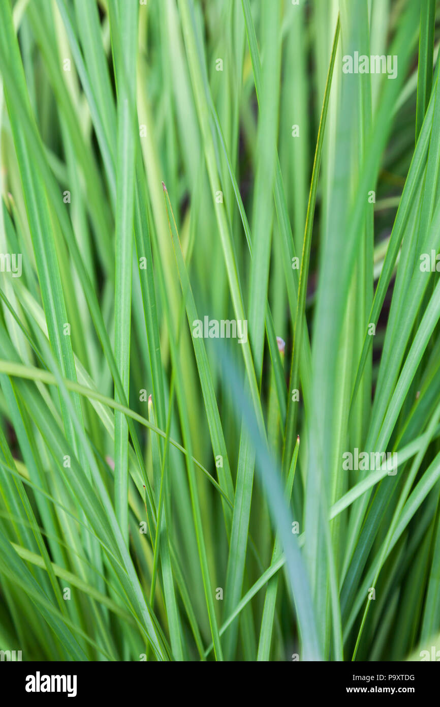 Résumé motif végétal naturel Banque D'Images