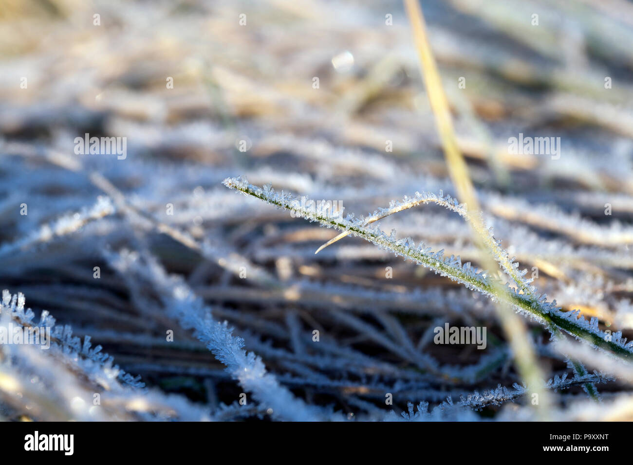 Couverts de cristaux de glace pure du gel de l'herbe et d'autres tiges de plantes en hiver, close-up par temps ensoleillé, Banque D'Images