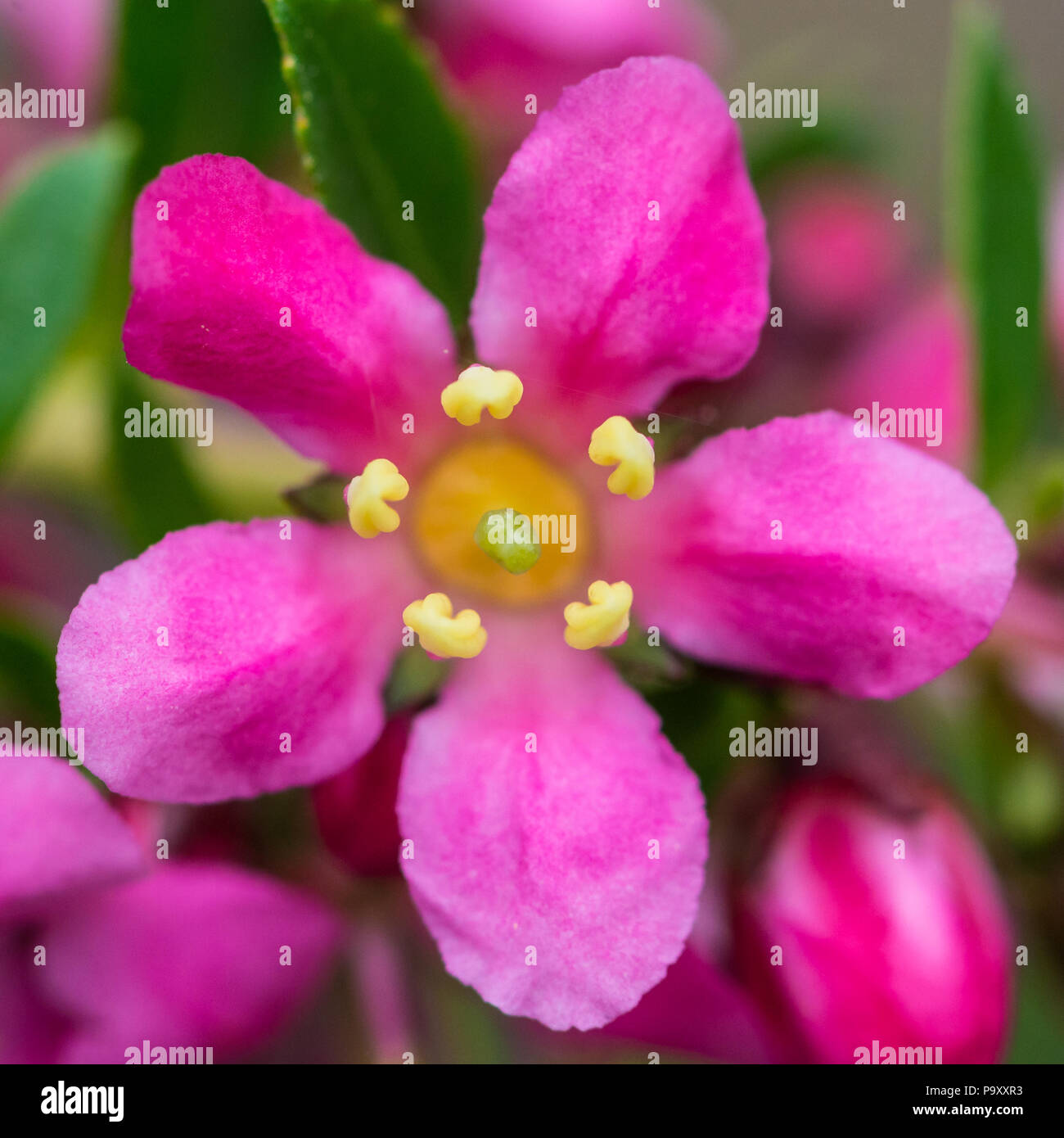 Une macro shot de la fleur d'un escallonia bush. Banque D'Images