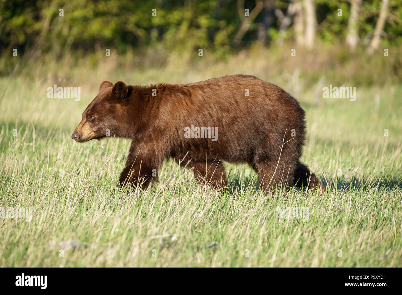 Grizzli dans beaucoup de Glacier, Glacier National Park dans le Montana Banque D'Images