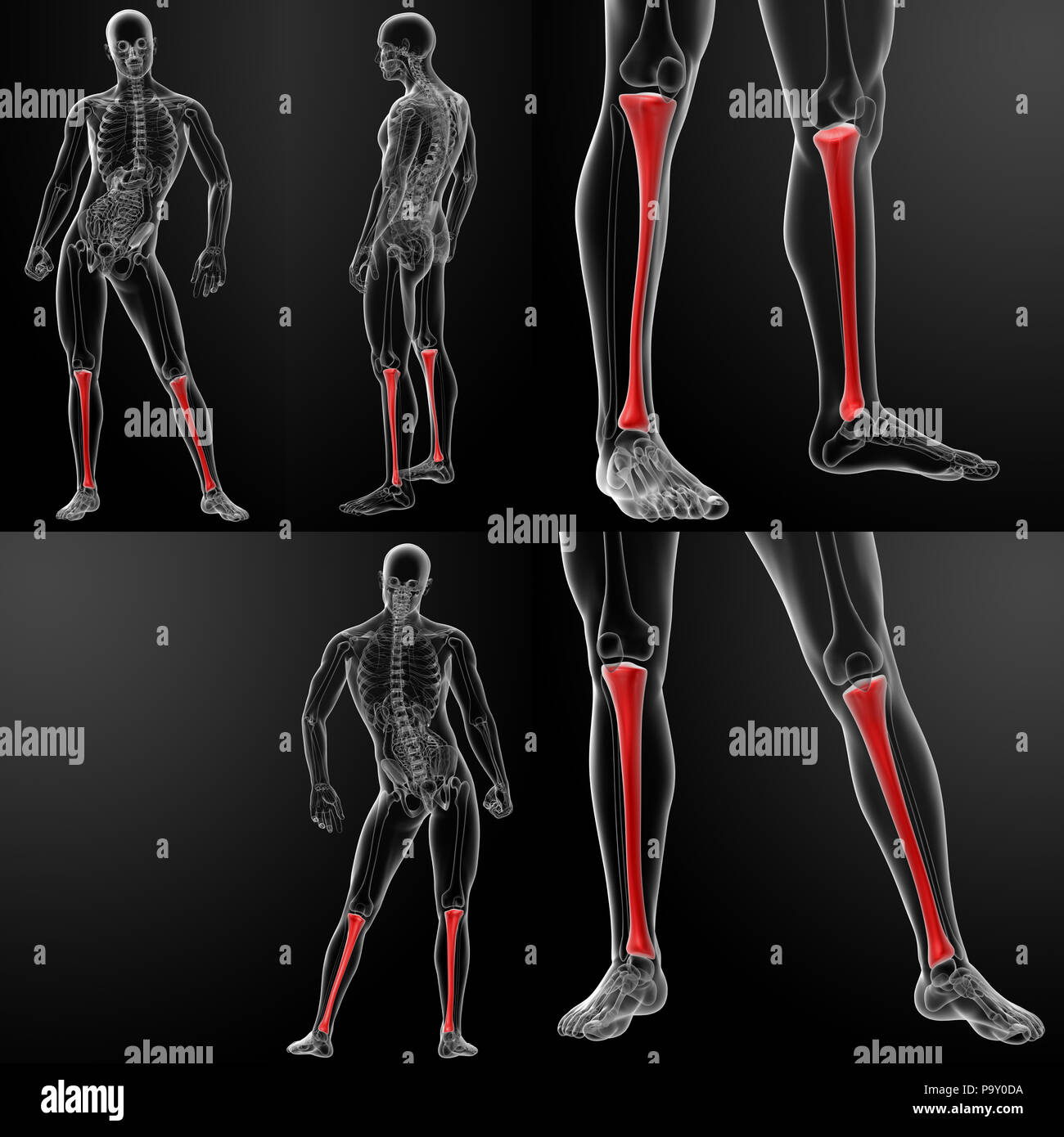 Processus Tibia Tibia humain Banque de photographies et d’images à haute résolution - Alamy