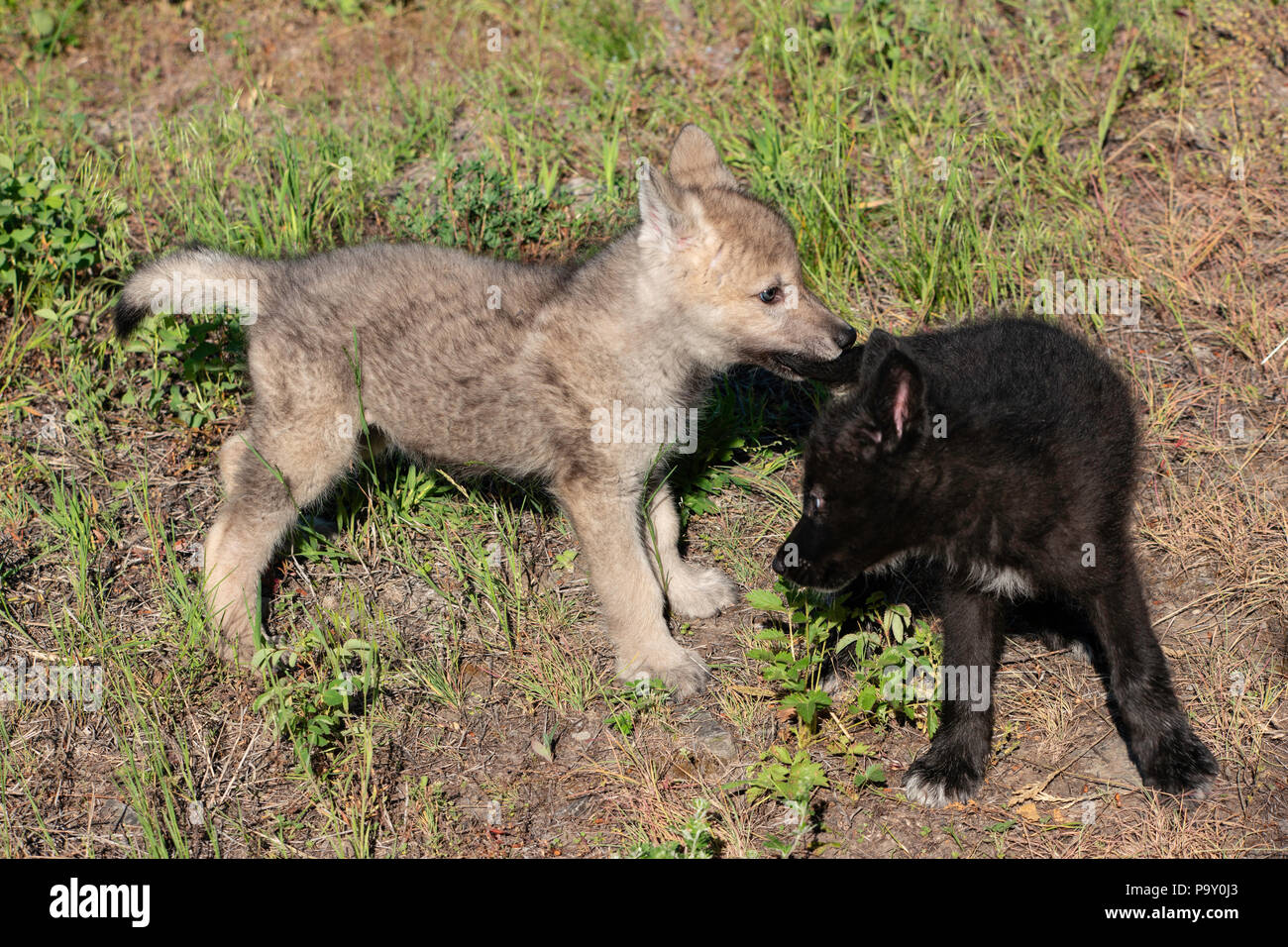 Bébés loups Banque de photographies et d'images à haute résolution - Alamy