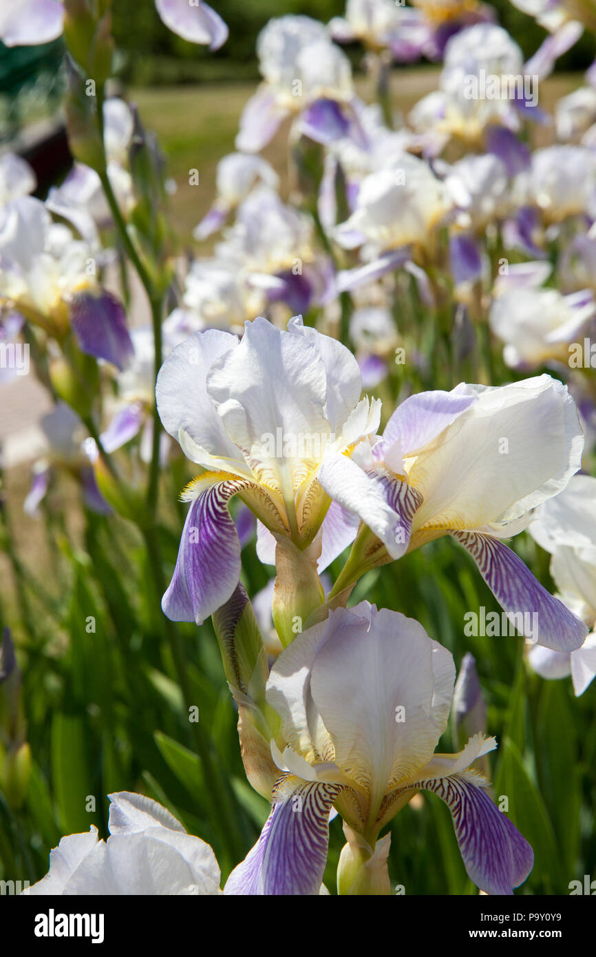 Blanc bleu iris fleurs sur une prairie de la saison d'été, gros plan Banque D'Images