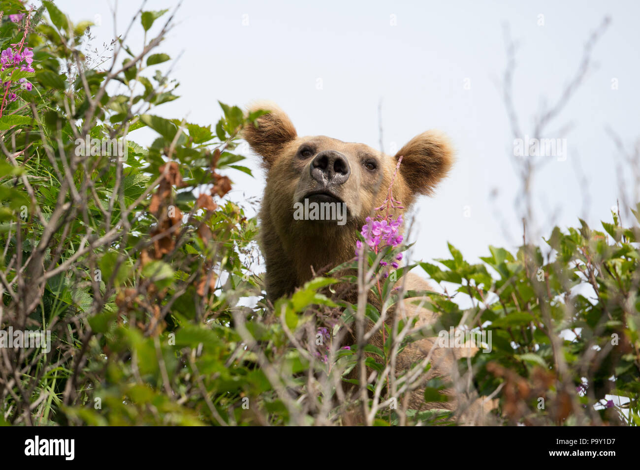 L'ours brun, de l'Alaska Katmai National Park Banque D'Images