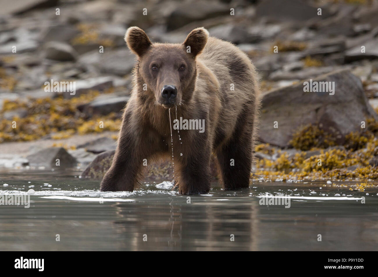 L'ours brun, de l'Alaska Katmai National Park Banque D'Images