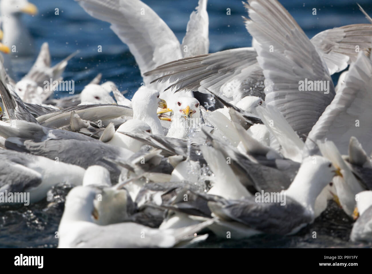 Bird Feeding Frenzy - Chiswell Islands, Alaska Banque D'Images
