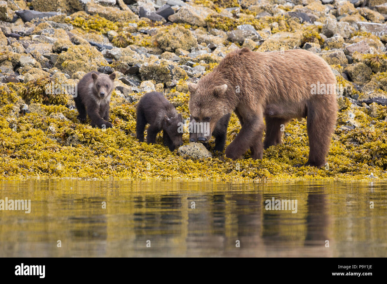 Mère Ours brun avec trois oursons sur les rives du Katmai National Park, Alaska Banque D'Images