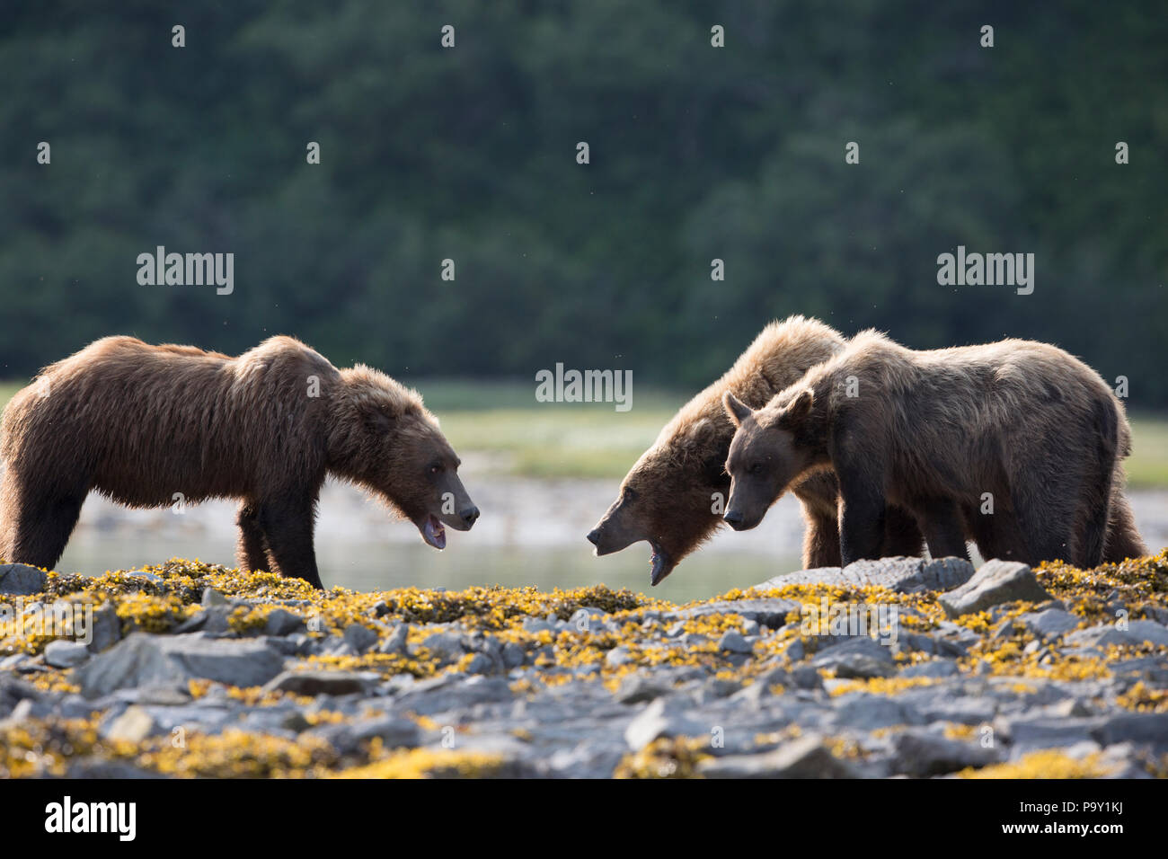 Les ours ayant un stand off, rivage de Katmai National Park Banque D'Images