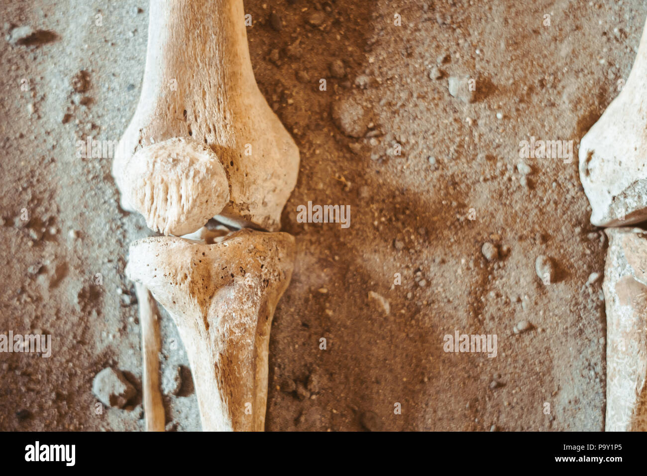 Des fouilles archéologiques et trouve des ossements d'un squelette dans une sépulture humaine , un détail de l'ancienne recherche, la préhistoire. Banque D'Images