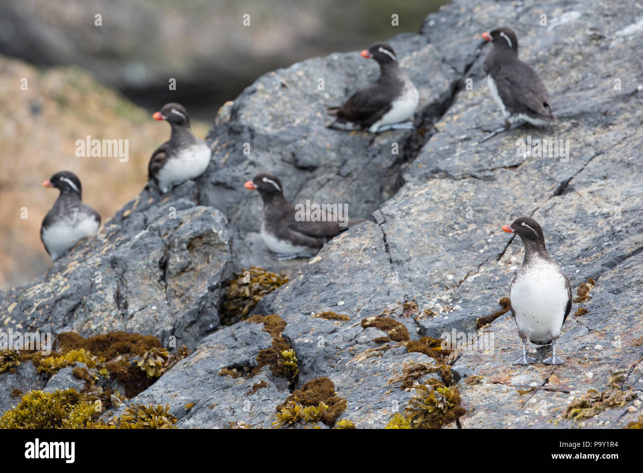 Moins Cassin (Aethia pusilla) sur un rocher, l'Alaska, des îles Semidi Banque D'Images