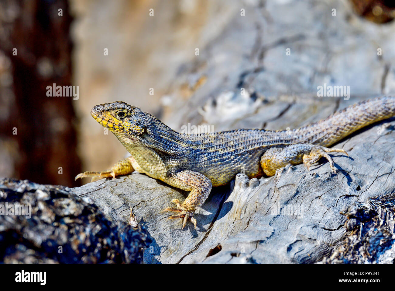 Le lézard curly nord basking sous le soleil l'après-midi. Banque D'Images