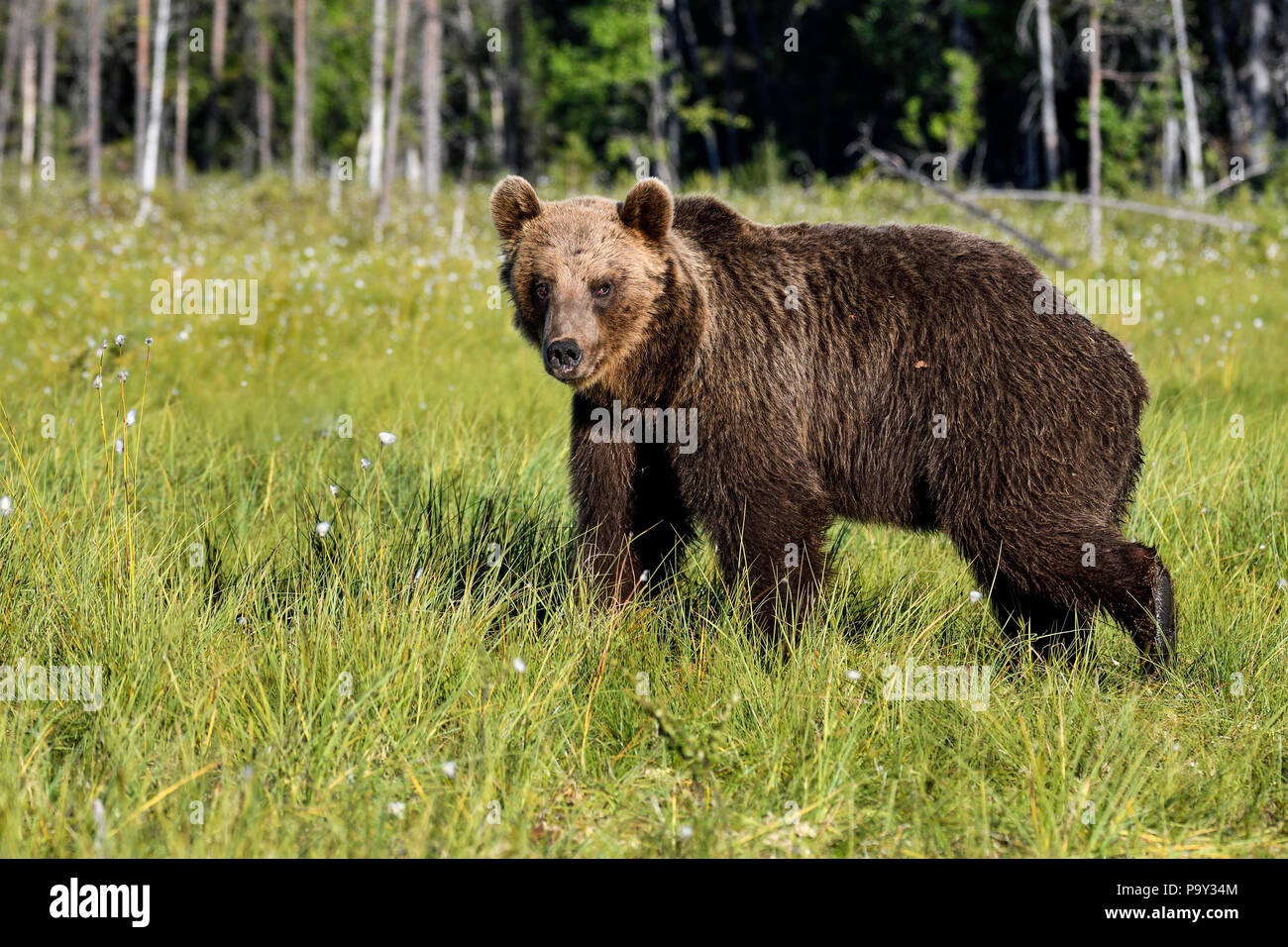 Les jeunes ours brun est traversant le marais. Banque D'Images
