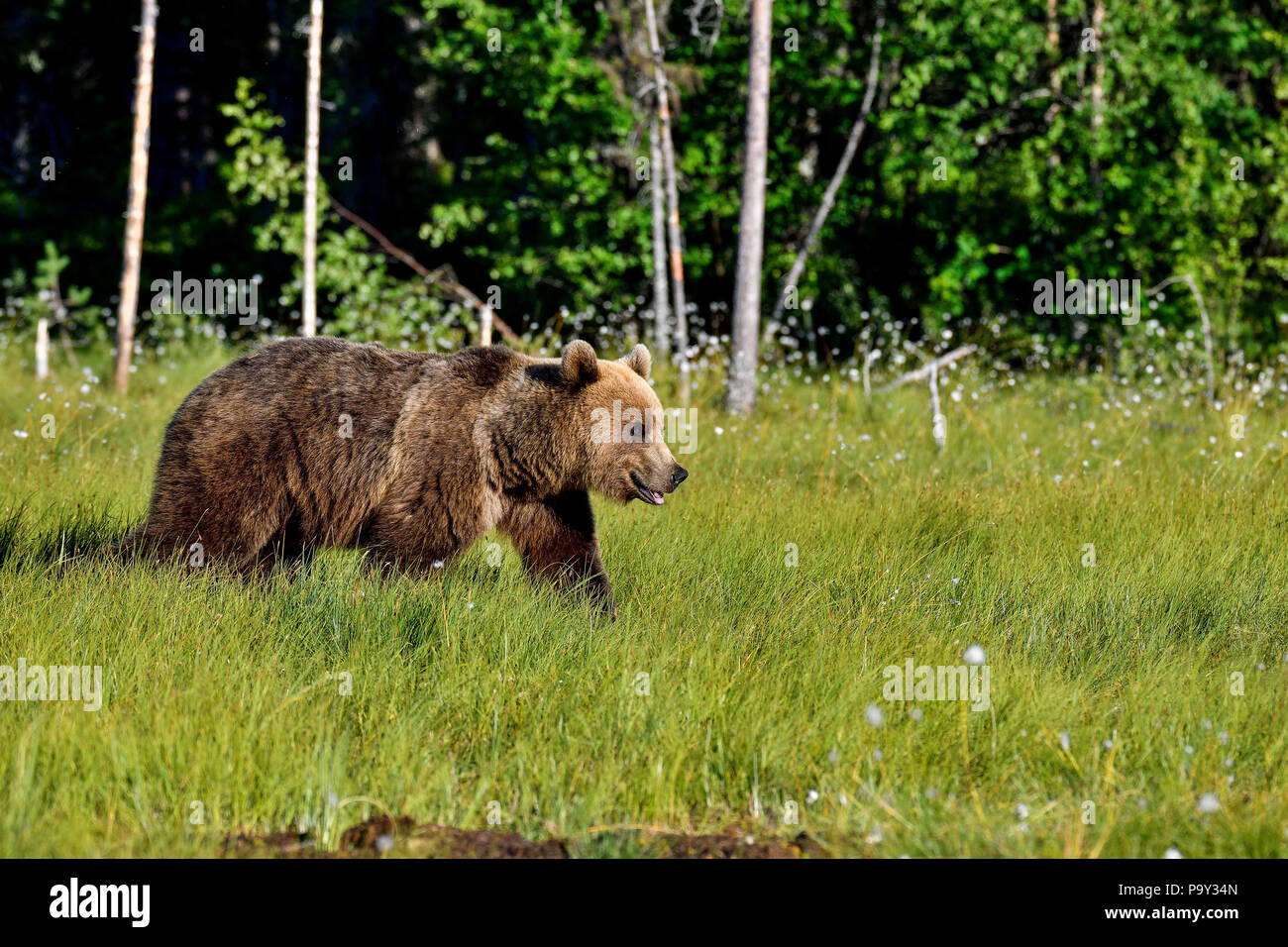Les jeunes ours brun est traversant le marais. Banque D'Images