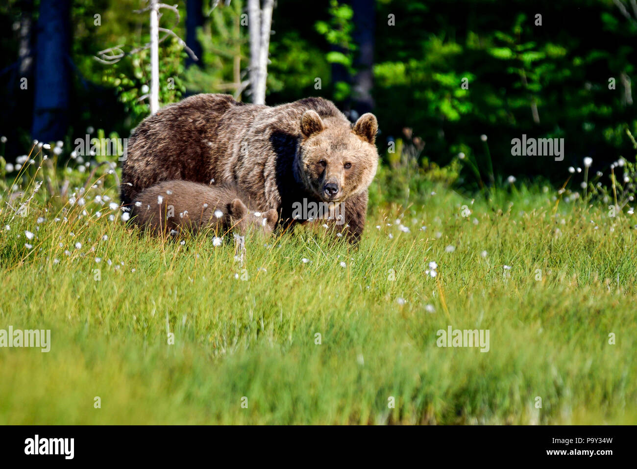 Maman ours brun avec un cub est saisi aux marais ouvert de la forêt. Cependant, c'est toujours pas sûr s'il est sûr de faire. Banque D'Images