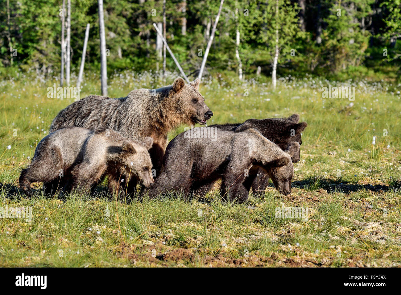 Maman ours brun avec 1 an est le croisement des marais. Banque D'Images