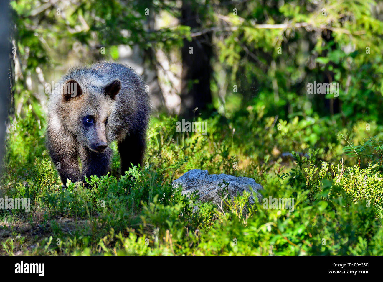 Brown Bear cub est d'errer dans la forêt. Banque D'Images