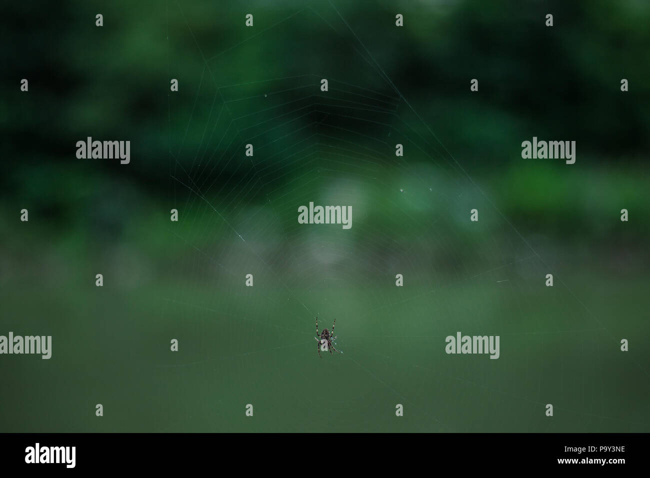 Détails d'araignée net avec petite araignée brune, floue fond vert. Simple abstract composition. Banque D'Images