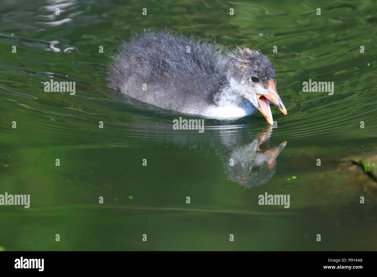 Un jeune bébé Foulque cherche de la nourriture à proximité pour c'est la mère à la RSPB Fairburn Ings Nature Reserve Banque D'Images