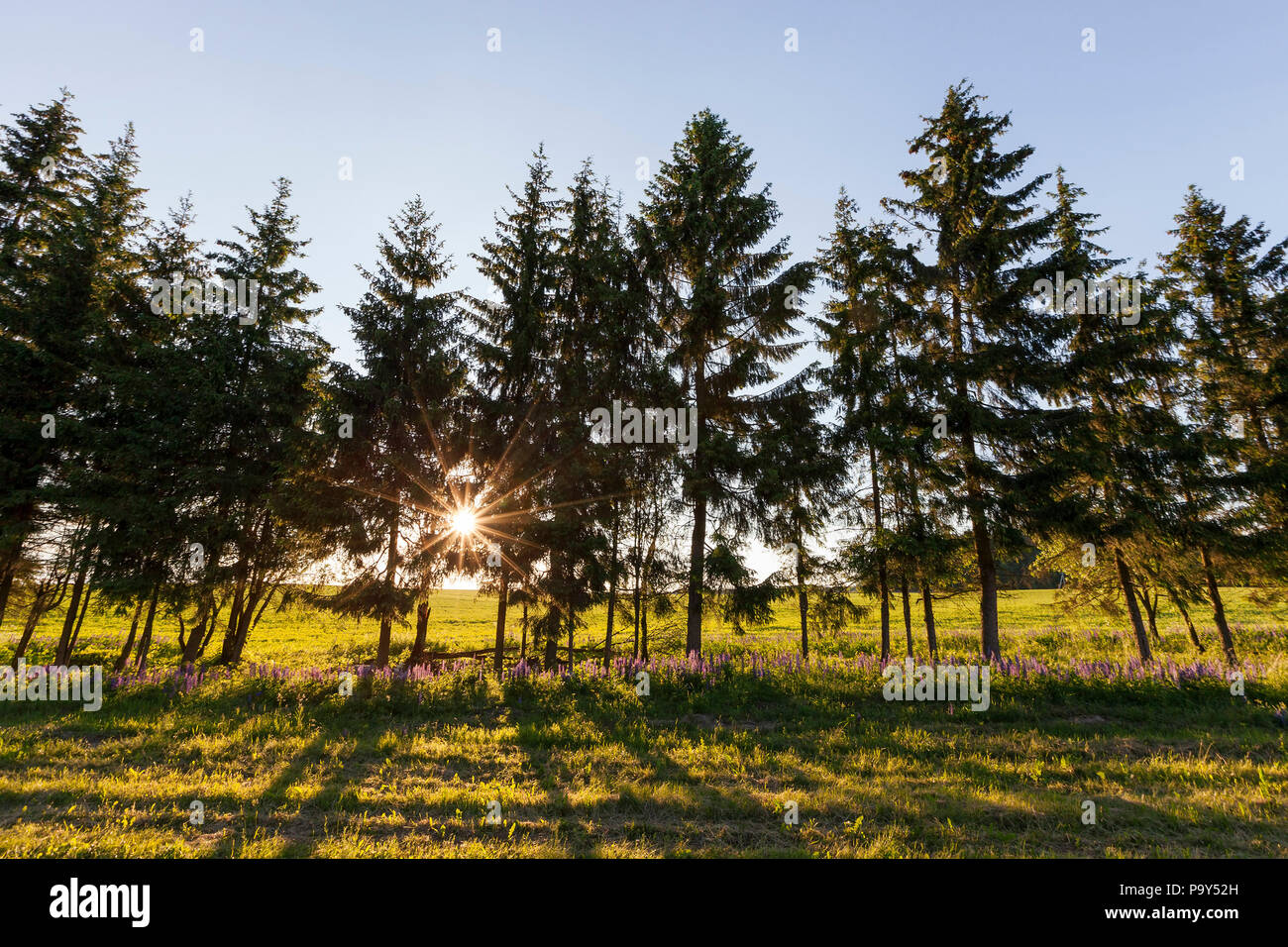 Grâce à l'éclatante des troncs et branches d'arbres en automne, le paysage au coucher de soleils Banque D'Images