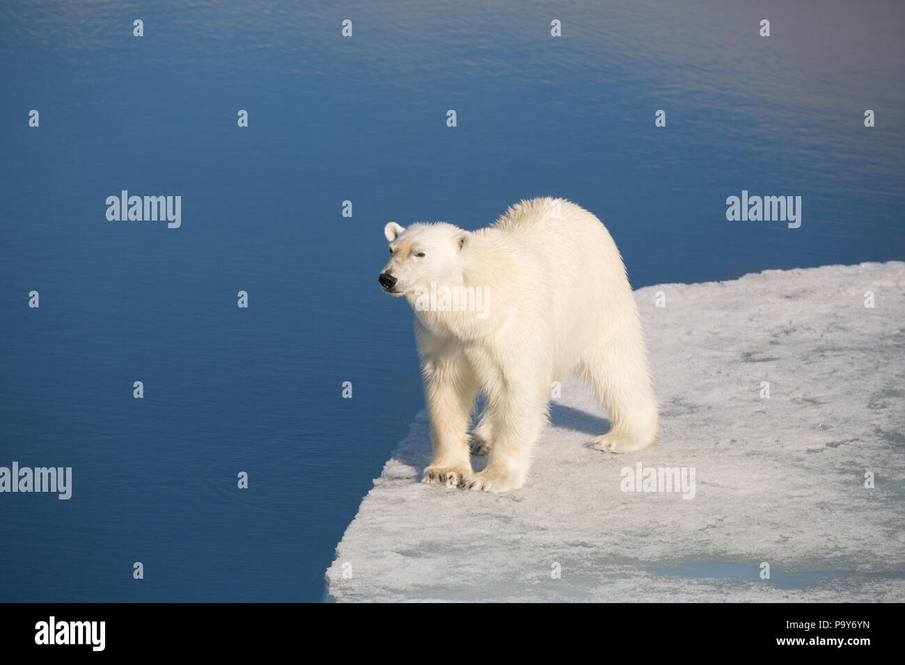 L'ours polaire sur la marche de l'océan Arctique gelé près de Svalbard Banque D'Images