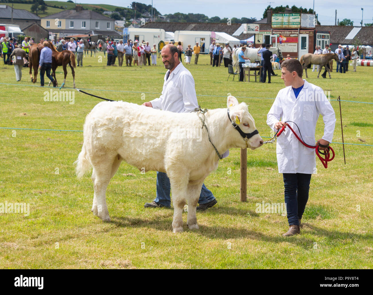 Bovins rural et spectacle de chevaux et de bétail de la concurrence dans l'ouest de Cork, Irlande Banque D'Images