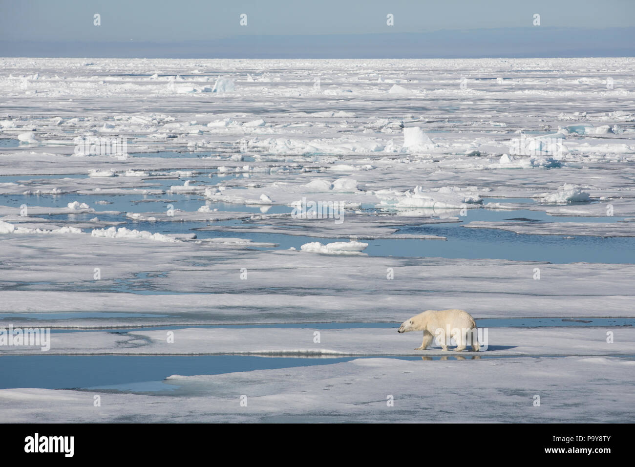 L'ours polaire sur la marche de l'océan Arctique gelé près de Svalbard Banque D'Images