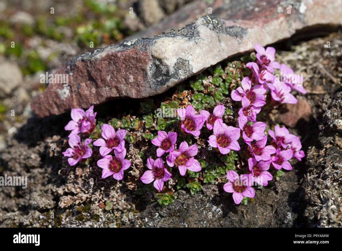 Saxifrage à feuilles opposées (Saxifraga oppositifolia) dans le paysage arctique de Svalbard Banque D'Images