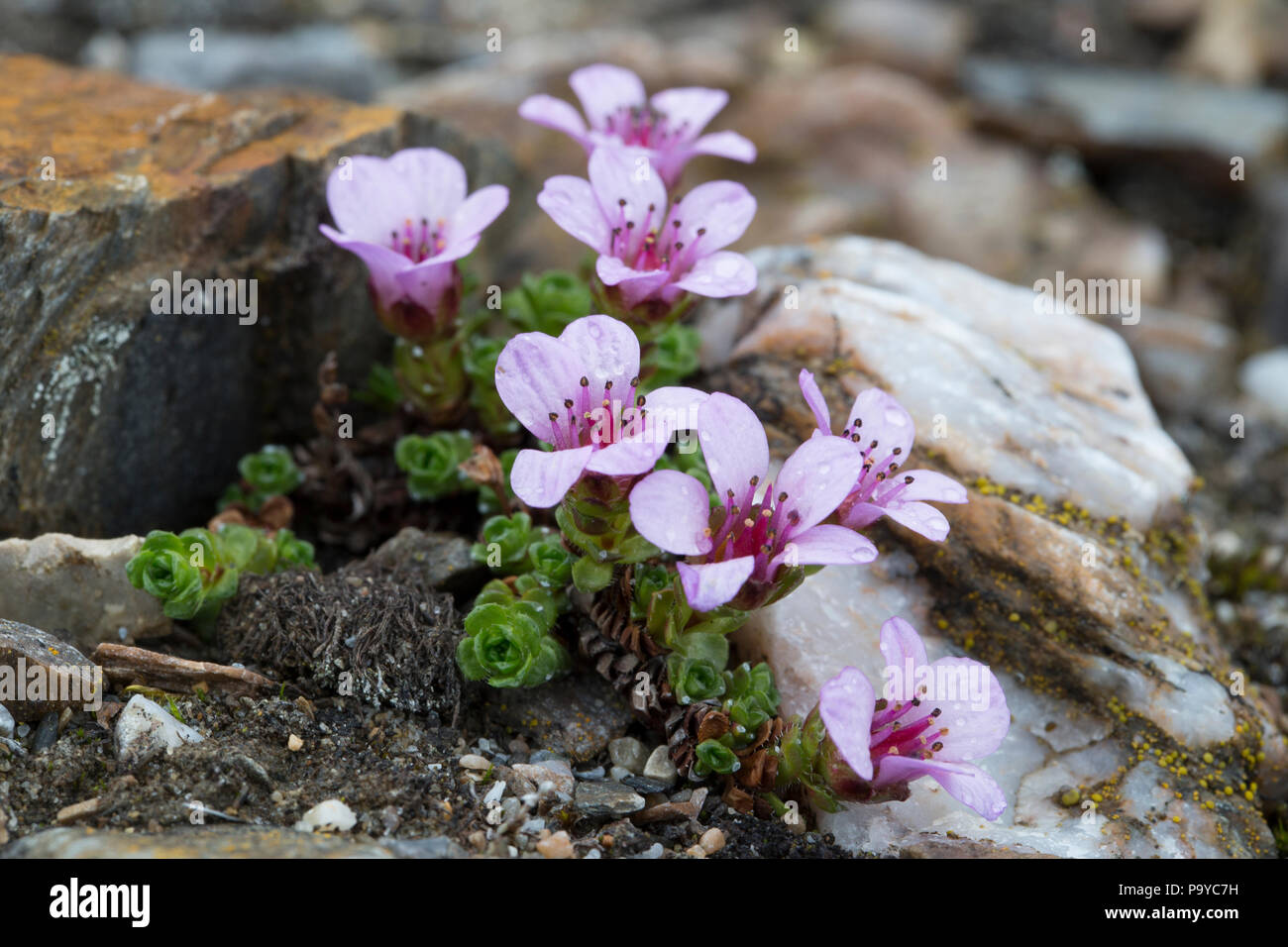 Saxifrage à feuilles opposées (Saxifraga oppositifolia) dans le paysage arctique de Svalbard Banque D'Images