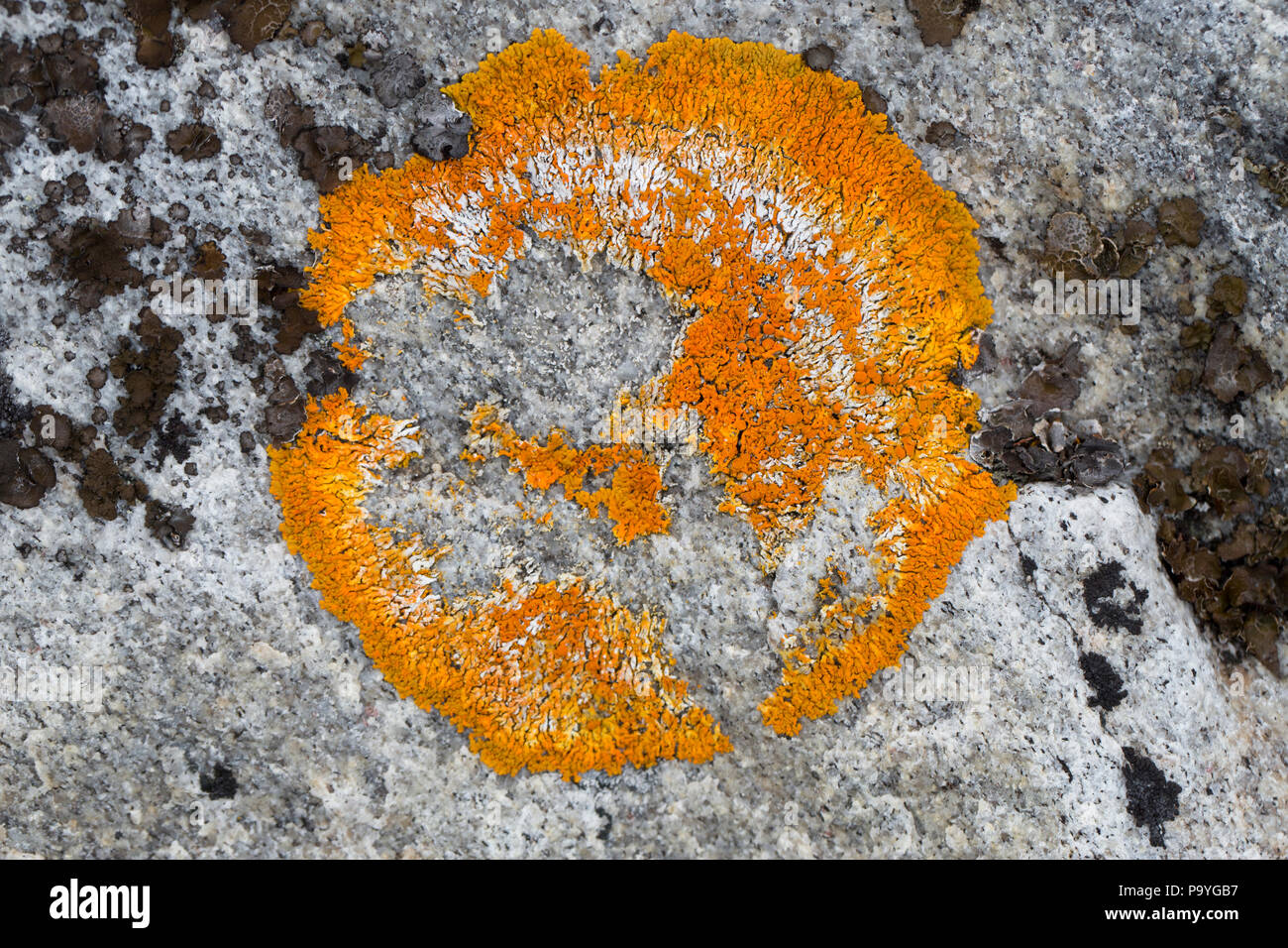 Lichen Sunburst, Banque D'Images