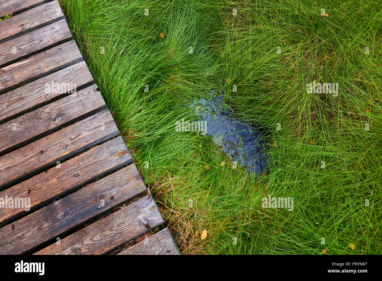 Soumarske raseliniste (moor ou tourbière), parc national de Sumava (forêt de Bohême) en République Tchèque Banque D'Images