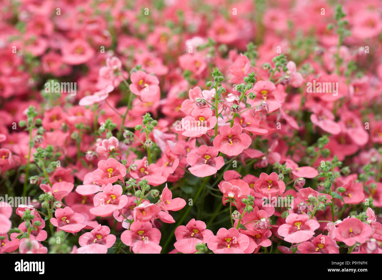 Diascia 'Little Dreamer' fleurs. Banque D'Images