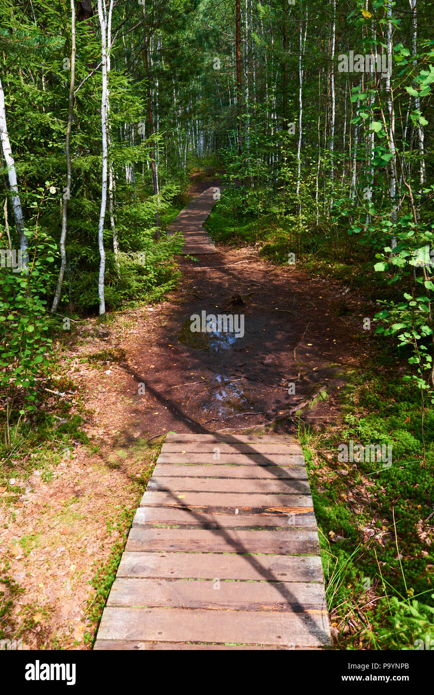 Soumarske raseliniste (moor ou tourbière), parc national de Sumava (forêt de Bohême) en République Tchèque Banque D'Images